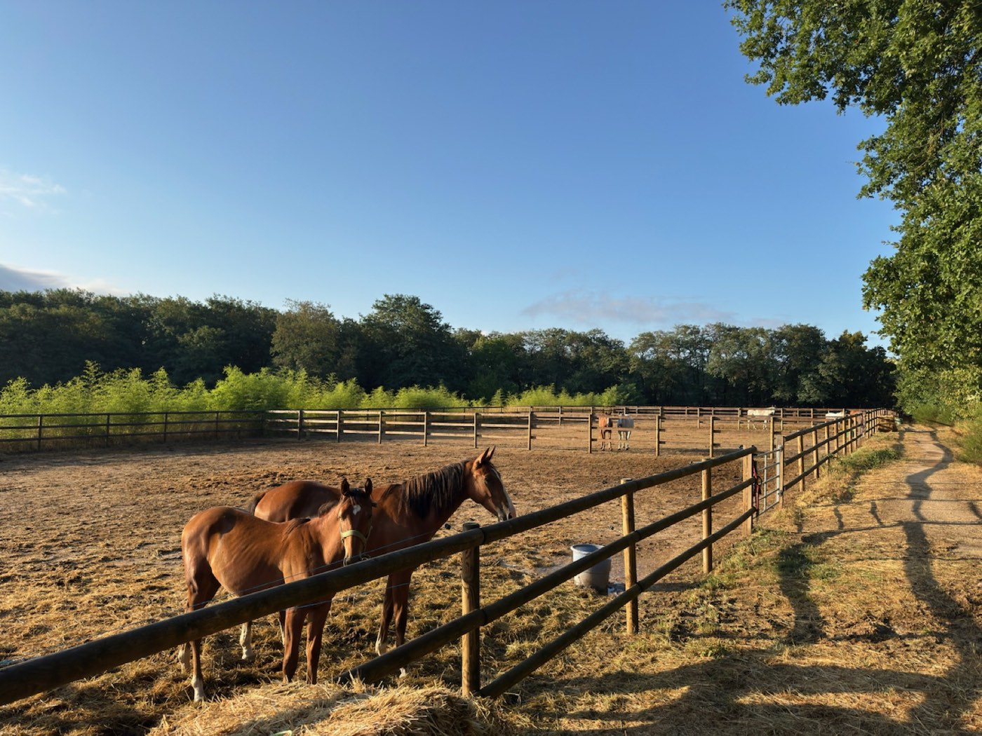Paddocks clôturés de lisses en bois du Centre Équestre de Venat